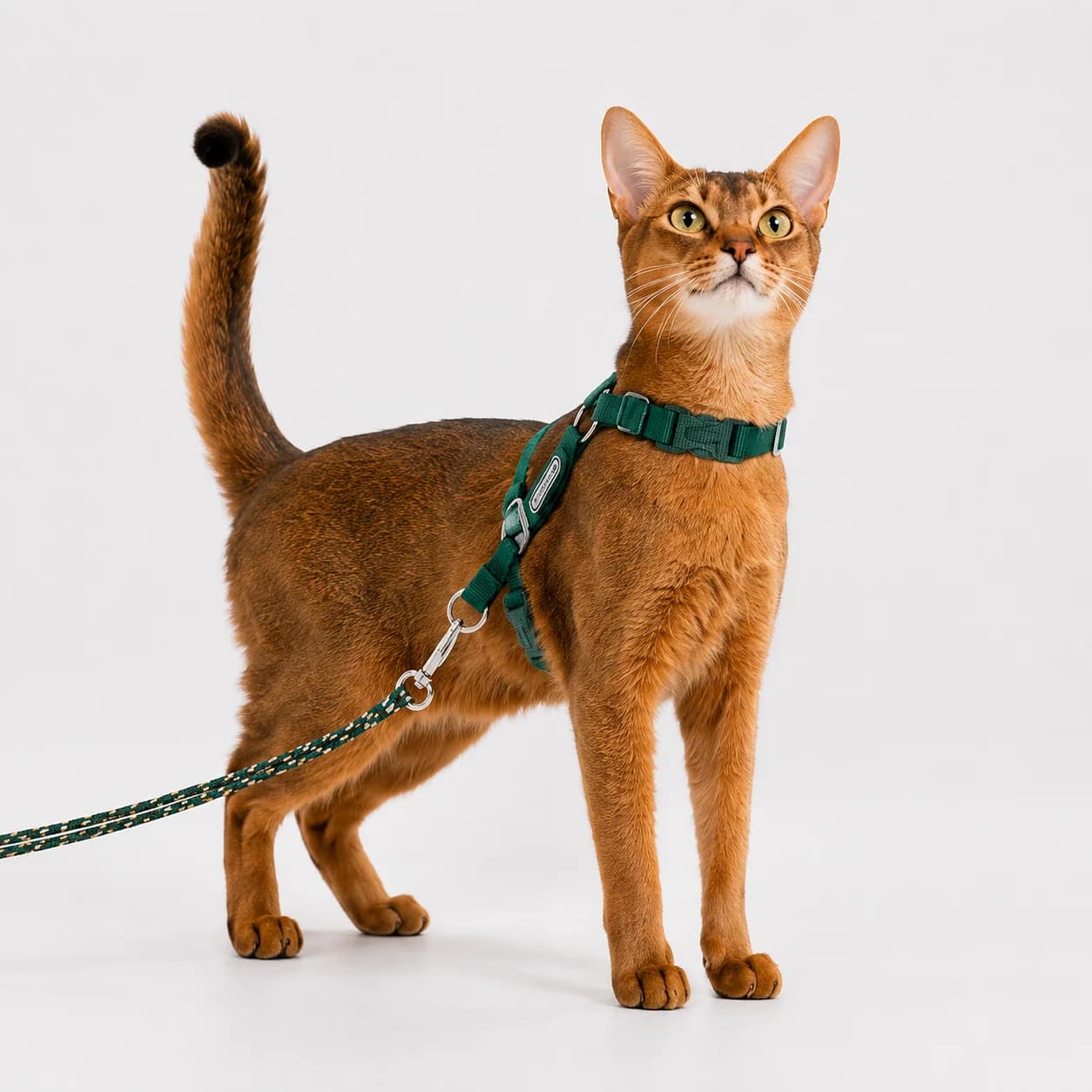 Pet wearing the Pine Green Escape-Proof Cat Harness & Leash Set